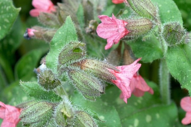 Pulmonaria saccharata 'Pink Dawn' bloem