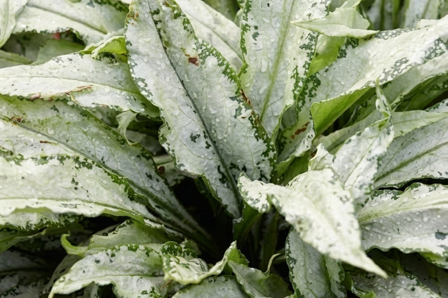 Pulmonaria 'Silver Bouquet' blad