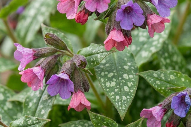 Pulmonaria 'Victorian Brooch' bloem
