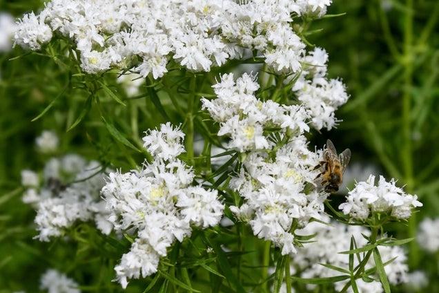 Pycnanthemum virginicum bloem