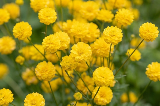Ranunculus acris 'Multiplex' bloem