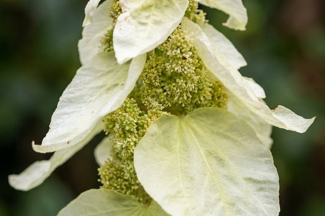 Rheum alexandrae bloem