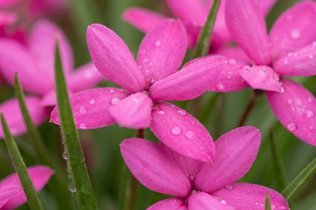 Rhodohypoxis milloides bloem