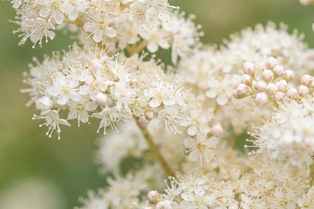 Rodgersia 'Joop Ploeger' bloem