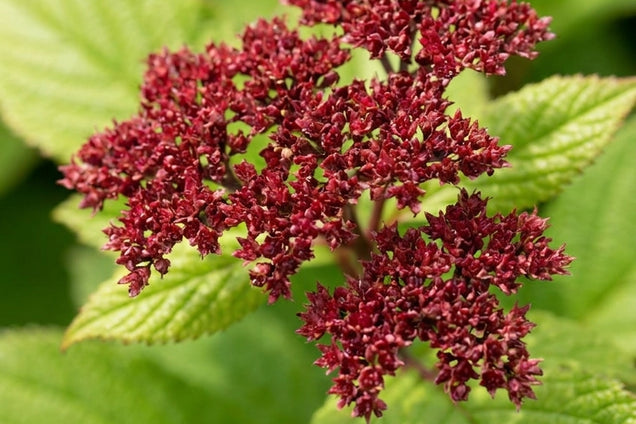 Rodgersia sambucifolia 'Rothaut' bloem