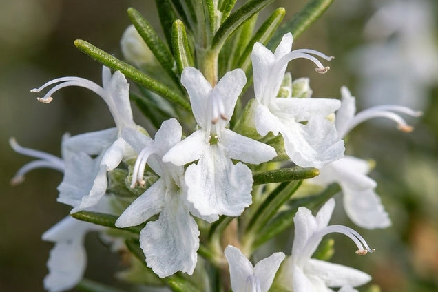 Rosmarinus officinalis 'Albiflorus' bloem