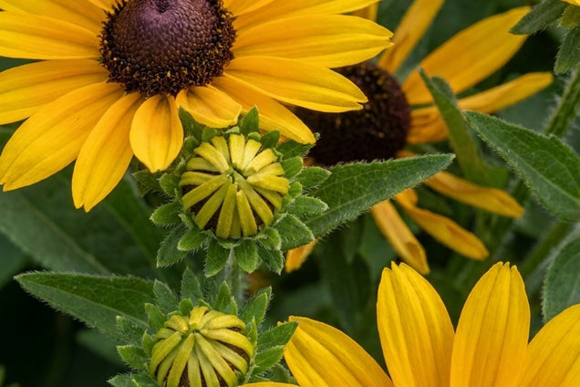 Rudbeckia subtomentosa 'Little Henry' bloem