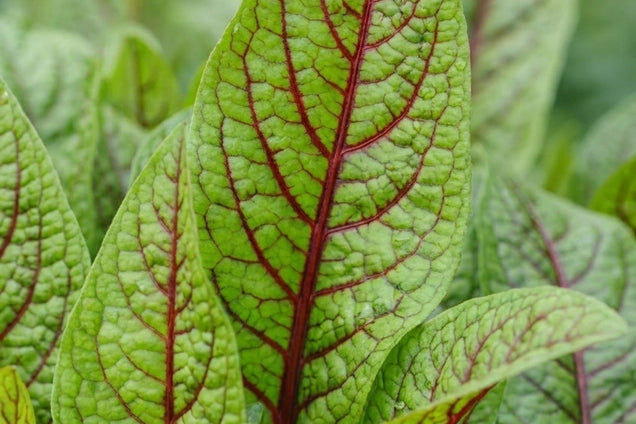Rumex sanguineus sanguineus blad