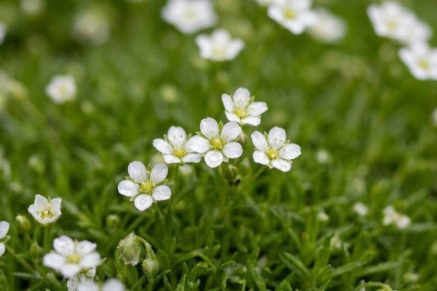 Sagina subulata bloem