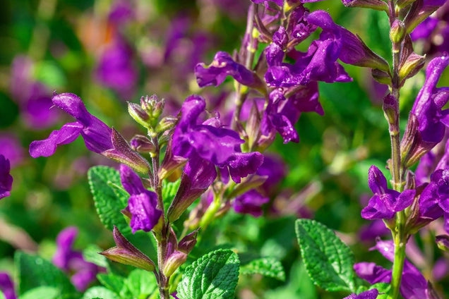 Salvia 'Nachtvlinder' bloem