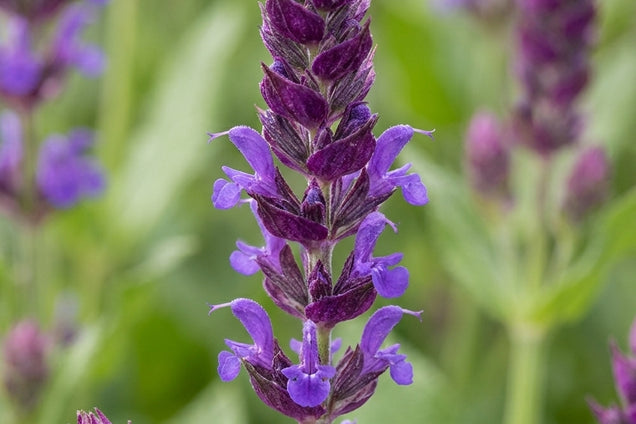 Salvia nemorosa 'Amethyst' bloem