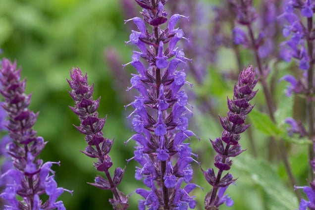 Salvia nemorosa 'Blauhügel' bloem