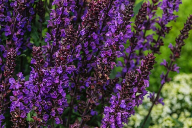 Salvia nemorosa 'Blaukönigin' bloem