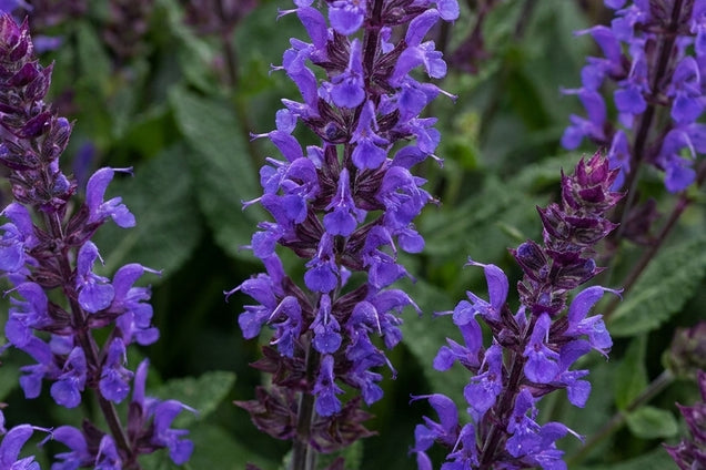 Salvia nemorosa 'Caradonna' bloem