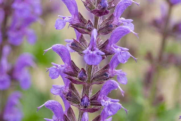 Salvia nemorosa 'Haeumanarc' bloem
