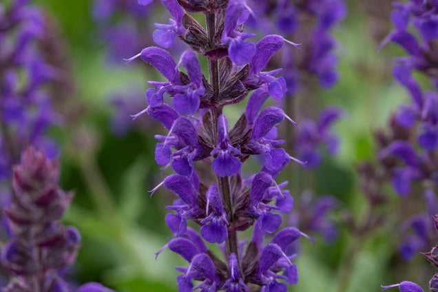 Salvia nemorosa 'Mainacht' bloem