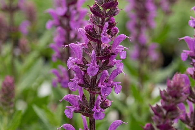 Salvia nemorosa 'Pink Friesland' bloem