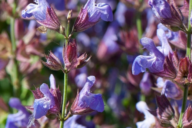 Salvia officinalis 'Grete Stölzle' bloem