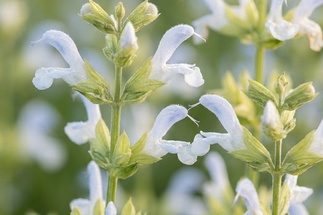 Salvia officinalis 'Albiflora' bloem
