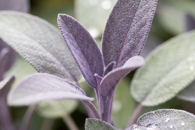 Salvia officinalis 'Purpurascens' blad