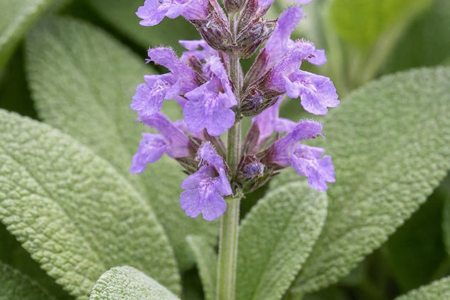 Salvia officinalis bloem