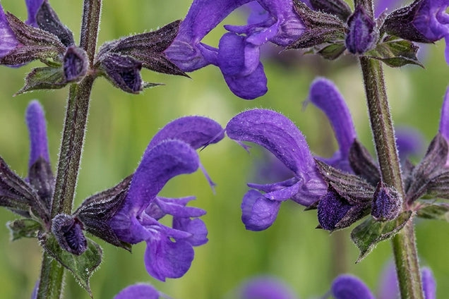 Salvia pratensis bloem