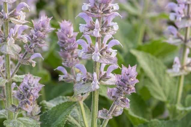 Salvia sclarea bloem