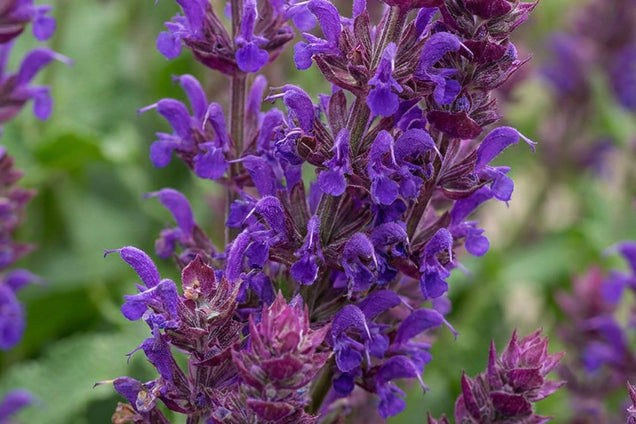 Salvia verticillata 'Purple Rain' bloem