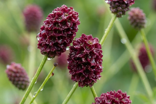 Sanguisorba 'Beetlewings' bloem