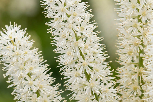 Sanguisorba canadensis bloem