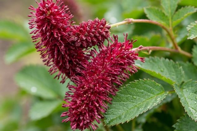 Sanguisorba 'Joni' bloem