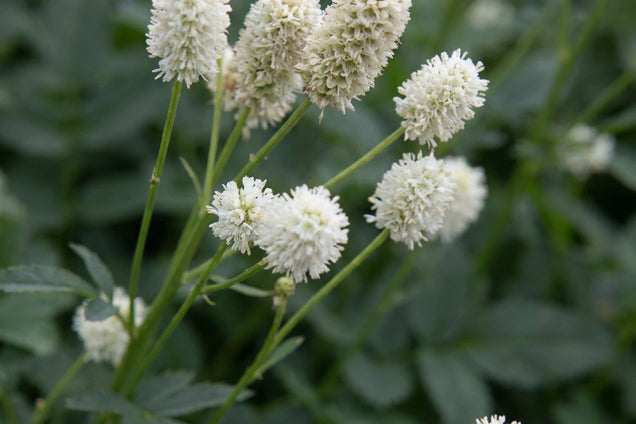 Sanguisorba officinalis 'Jam Session' bloem