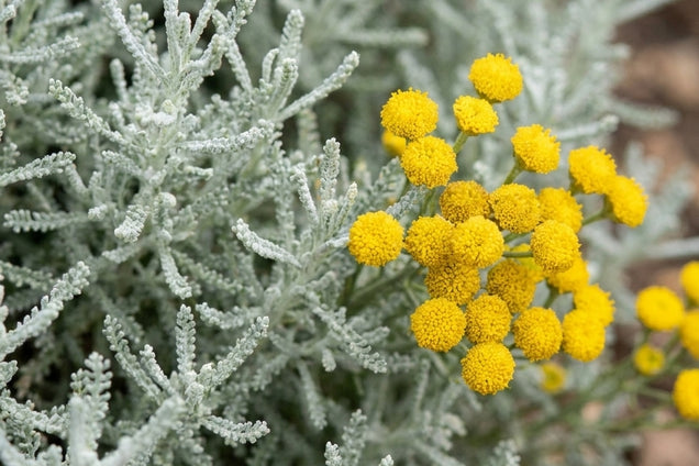 Santolina chamaecyparissus 'Lambrook Silver' bloem