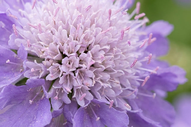Scabiosa columbaria 'Mariposa Blue' bloem