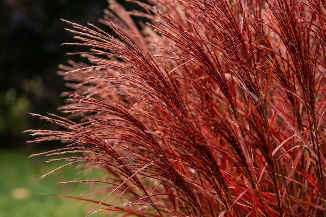 Schizachyrium scoparium 'Blaze' pluimen