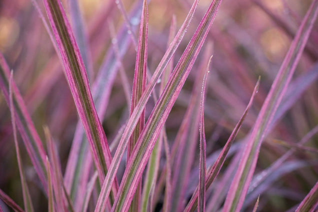 Schizachyrium scoparium 'Chameleon' blad