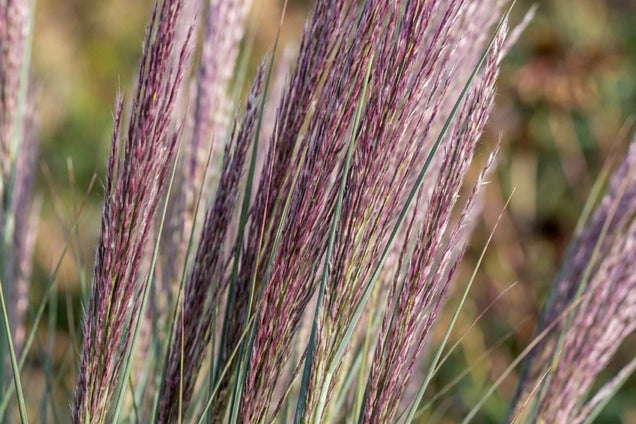 Schizachyrium scoparium pluimen