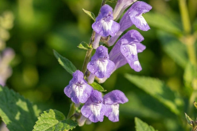 Scutellaria incana bloem