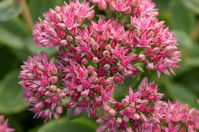 Sedum 'Abbeydore' bloem