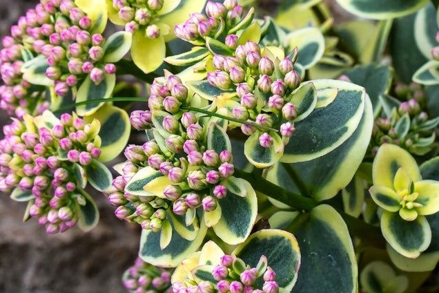 Sedum 'Lime Twister' bloem