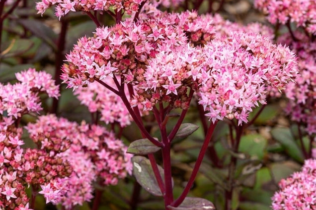 Sedum 'Matrona' bloem