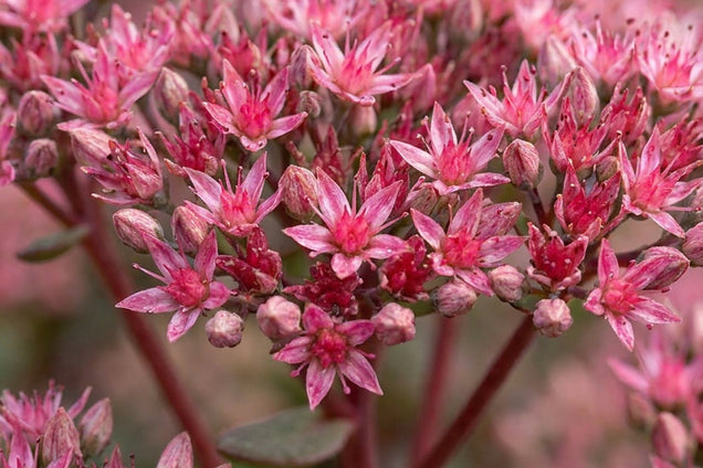 Sedum 'Robustum' bloem