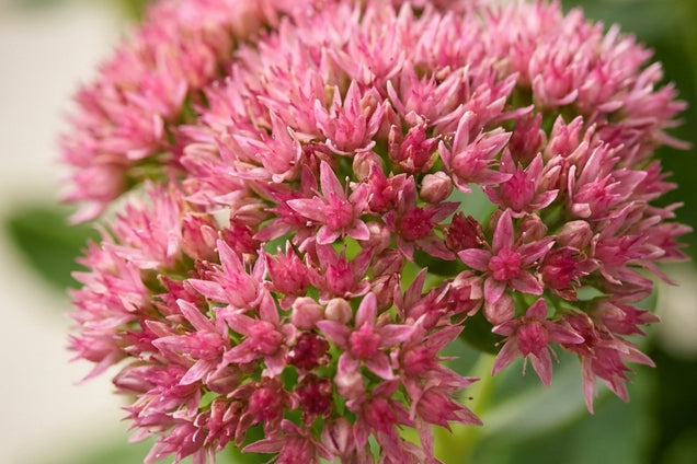 Sedum spectabile 'Brillant' bloem