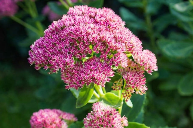Sedum spectabile 'Rosenteller' bloem