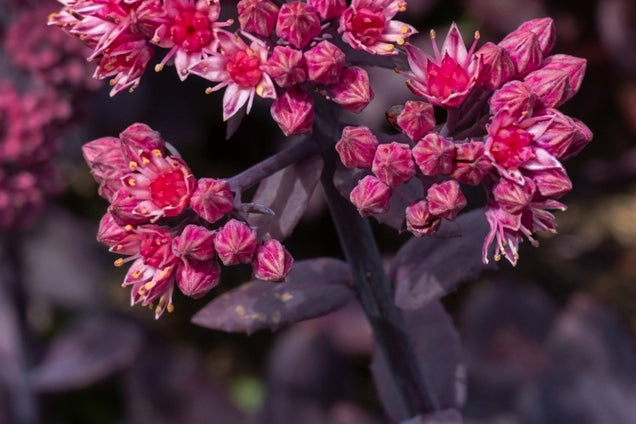 Sedum telephium 'Florserodl' bloem