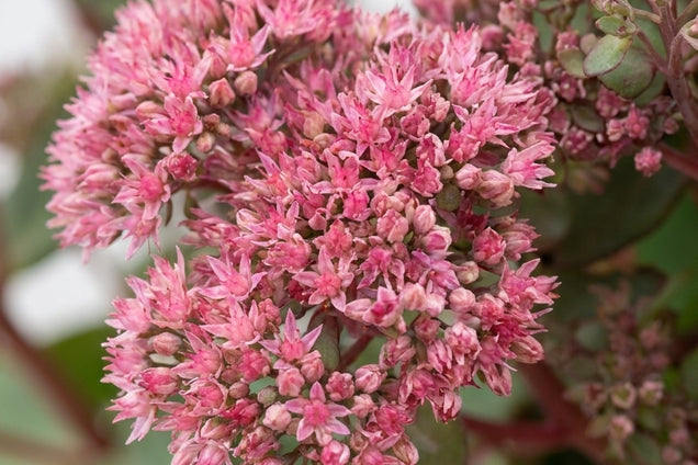 Sedum telephium 'Flosepipas' bloem