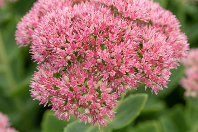 Sedum telephium 'Indian Chief' bloem