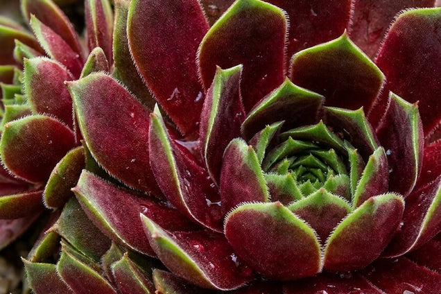 Sempervivum 'Lipari' blad