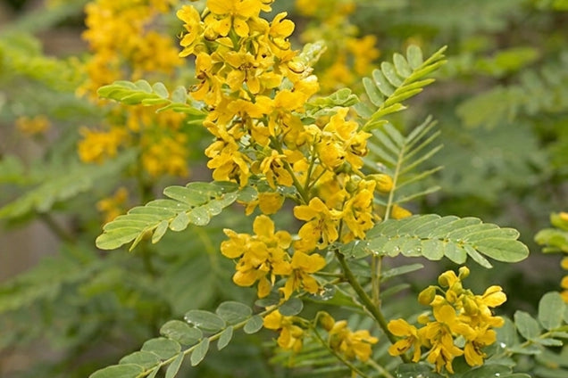 Senna hebecarpa bloem