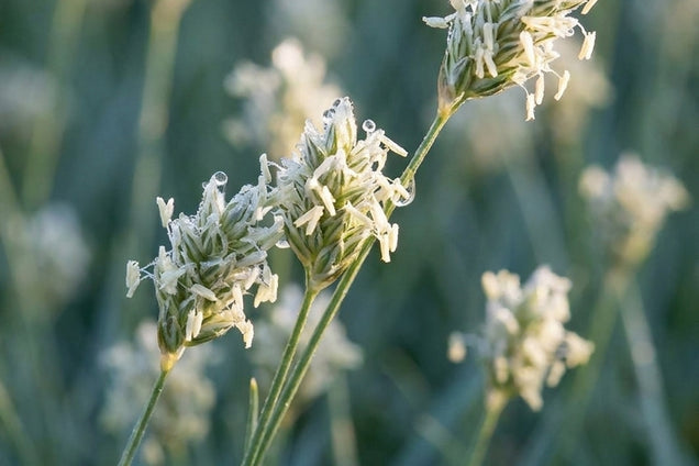 Sesleria caerulea pluim